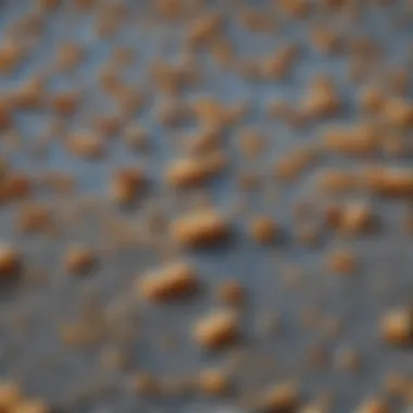 Barley bread crumbs scattered on rustic table