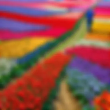 Tulip fields in full bloom in the Netherlands